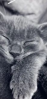 Black-and-white image of a sleeping kitten, adding calm to your screen.