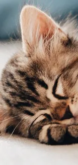 Adorable sleeping kitten providing a cozy wallpaper for your mobile screen.