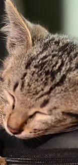 A sleeping kitten with striped fur on a mobile wallpaper background.