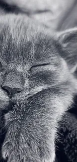 Gray sleeping kitten on soft fabric background.