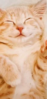 A cute ginger kitten peacefully sleeping on a fluffy white background.