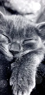 Cozy wallpaper of a sleeping kitten with gray fur on a soft blanket.