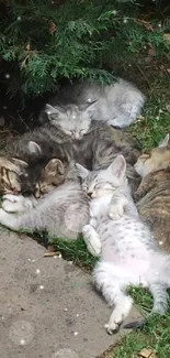 Adorable kittens sleeping on grass in a serene outdoor setting.