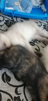 Cute kittens napping on fabric with one in a blue crate.