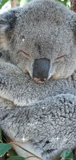 Sleeping koala against tree, serene nature wallpaper.