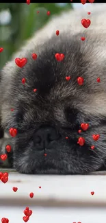 Cute sleeping pug with red hearts.