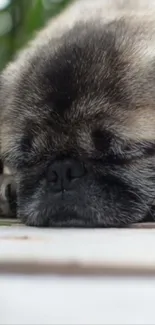 Adorable pug sleeping peacefully on a soft surface.