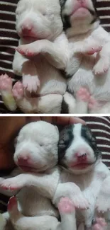 Two newborn puppies sleeping peacefully on a striped brown background.