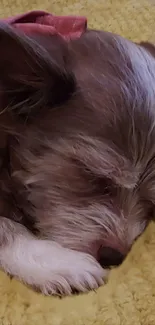 Adorable puppy sleeping on a soft blanket.