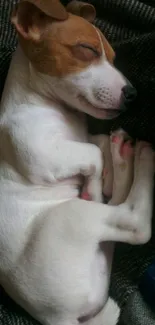 Adorable sleeping puppy on a cozy blanket.