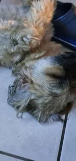 Adorable puppy sleeping next to shoe.