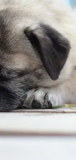 Adorable sleeping puppy in a peaceful pose.