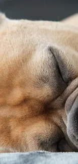 Adorable sleeping puppy close-up mobile wallpaper.