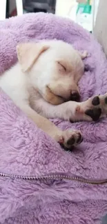 Adorable puppy sleeping in purple blanket on couch.