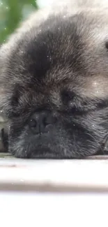 Adorable sleeping puppy with a gray fur coat, resting peacefully.