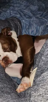 Adorable brown and white puppy sleeping on soft blue fabric.