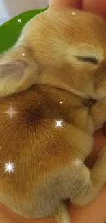 Adorable sleeping rabbit nestled in hands with sparkling stars.