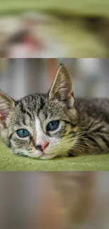 Cute tabby cat resting on a green blanket, eyes open, with a blurred background.