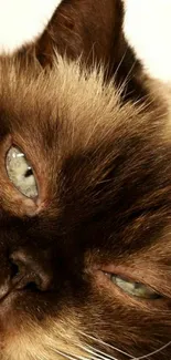 Close-up of a sleepy brown cat with soft fur and vivid eyes.