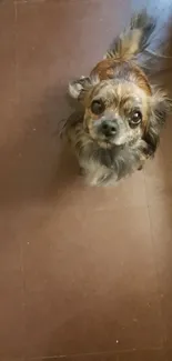 Adorable small dog sitting on brown floor, looking upwards.