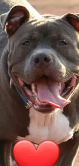 Smiling pit bull dog with heart emoji on background.