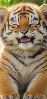 Smiling tiger cub with eyes closed outdoors.