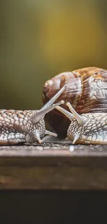 Two snails on a wooden log with blurred brown background.