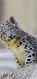 Adorable snow leopard cub looking playful.