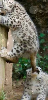 Two snow leopard cubs playing in a natural setting with plants.