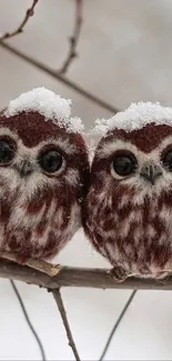 Fluffy snowy owls sitting on a branch.