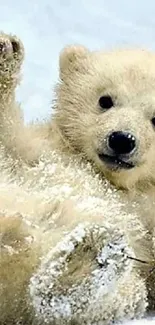 Adorable polar bear in snowy landscape.