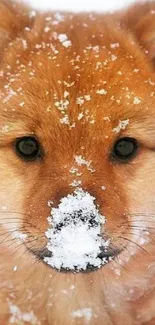 Adorable puppy with snow on its face and cozy brown fur.