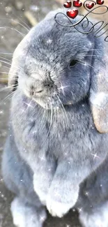 Cute gray bunny with sparkles and hearts, perfect for mobile wallpaper.