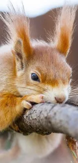 Adorable squirrel perched on a tree branch.