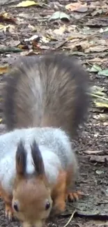 Squirrel on forest floor with autumn leaves.