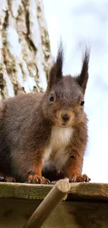 Close-up of a squirrel on a wooden ledge with a natural background.