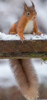 A cute squirrel perched on a snowy branch.