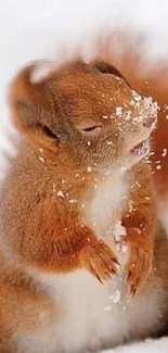 Cute squirrel with snow on face in winter setting.