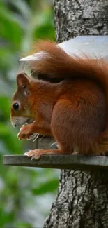 Squirrel sitting on tree with green background, perfect for nature wallpaper.