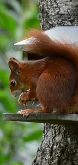 Cute squirrel perched on a tree trunk, surrounded by greenery.