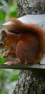 A cute squirrel sitting on a tree perch with a brown and green forest background.