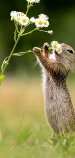 Squirrel reaching for daisies in a green field.