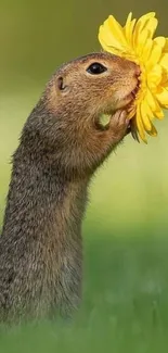 Squirrel sniffing a bright yellow flower in a green meadow.