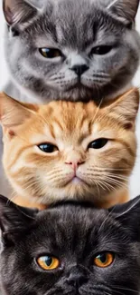 Stack of three adorable cats with distinct expressions.