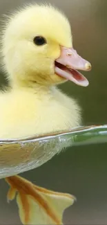 Adorable duckling swimming in clear water with serene backdrop.