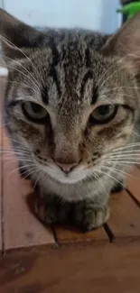 Close-up of a tabby cat lying on a wooden surface.