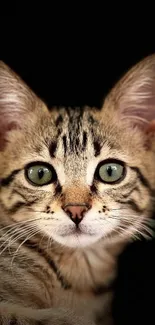 Close-up of a cute tabby cat on a black background.