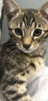 Close-up portrait of a tabby cat with curious eyes.