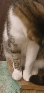 Adorable tabby cat sitting and relaxing on a wooden surface.