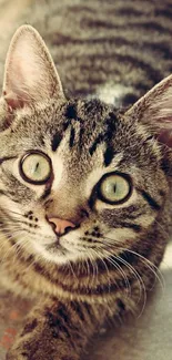 Adorable tabby cat lying down with big eyes.